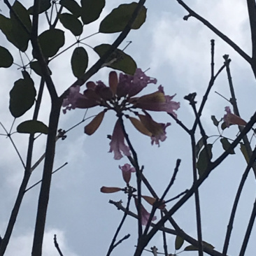 紫风/红花风铃木绿花苗木