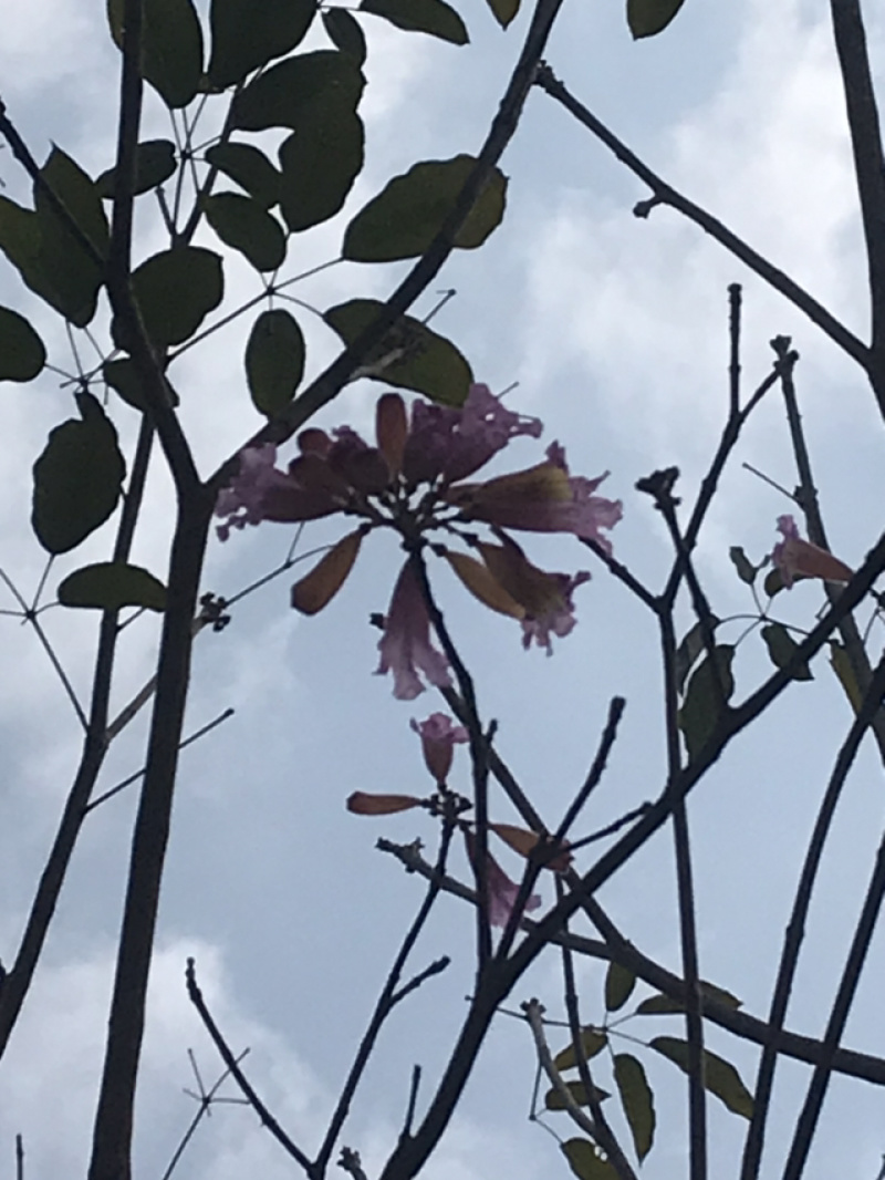 紫风/红花风铃木绿花苗木