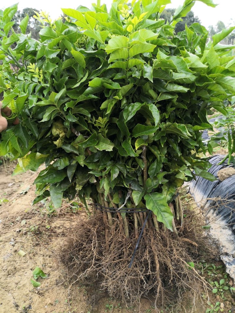 【精选苗】黑黄皮，贵妃黄皮，紫色黄皮，鸡心无核黄皮