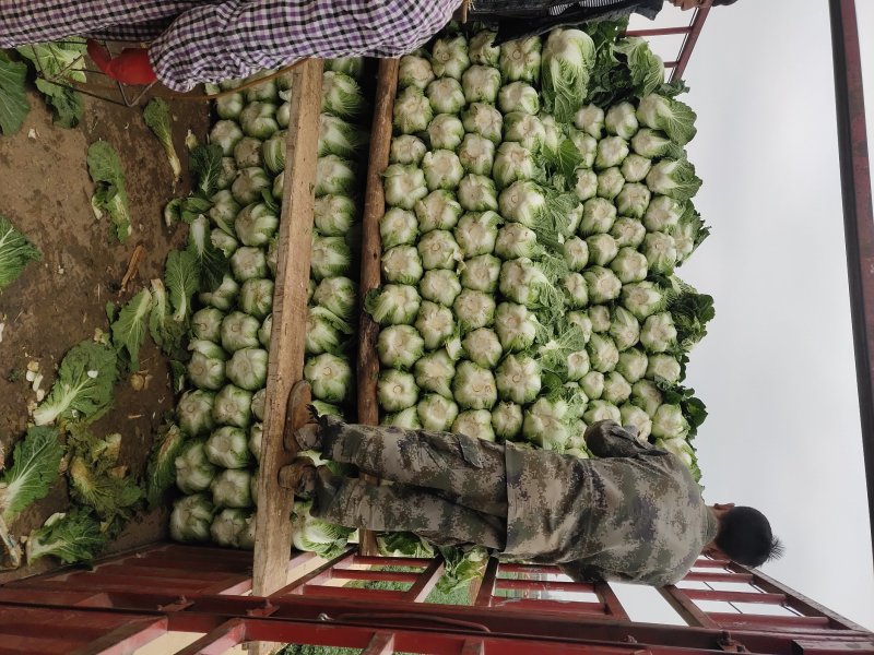 云南优质山地黄心大白菜，质优价廉，诚信经营，品质保证！