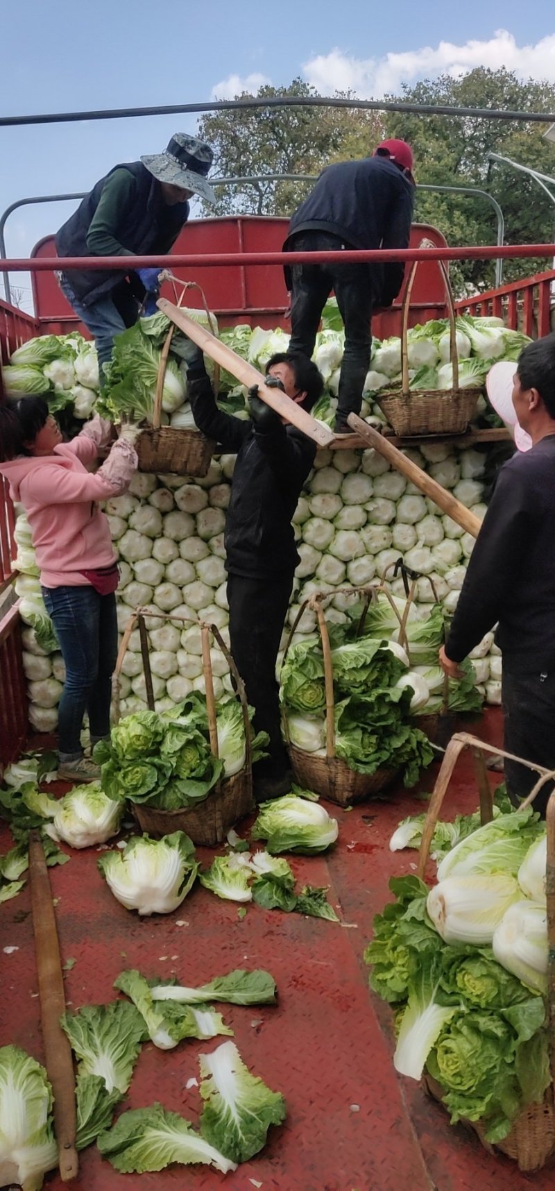 云南优质山地黄心大白菜，质优价廉，诚信经营，品质保证！