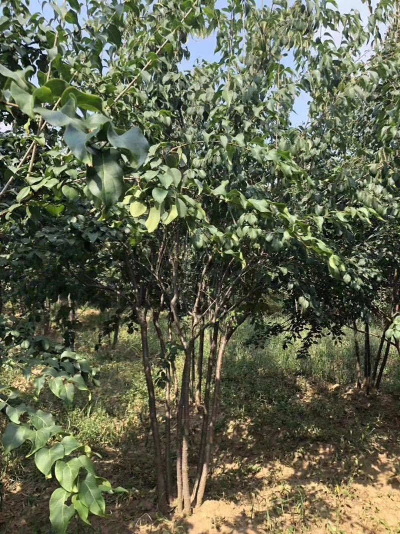 暴马丁香白丁香树苗规格齐全价格合理实地看苗订购