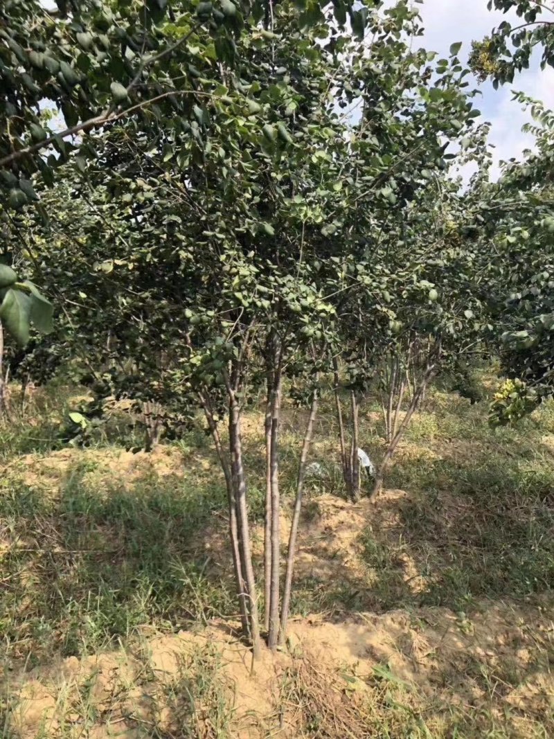 暴马丁香白丁香树苗规格齐全价格合理实地看苗订购