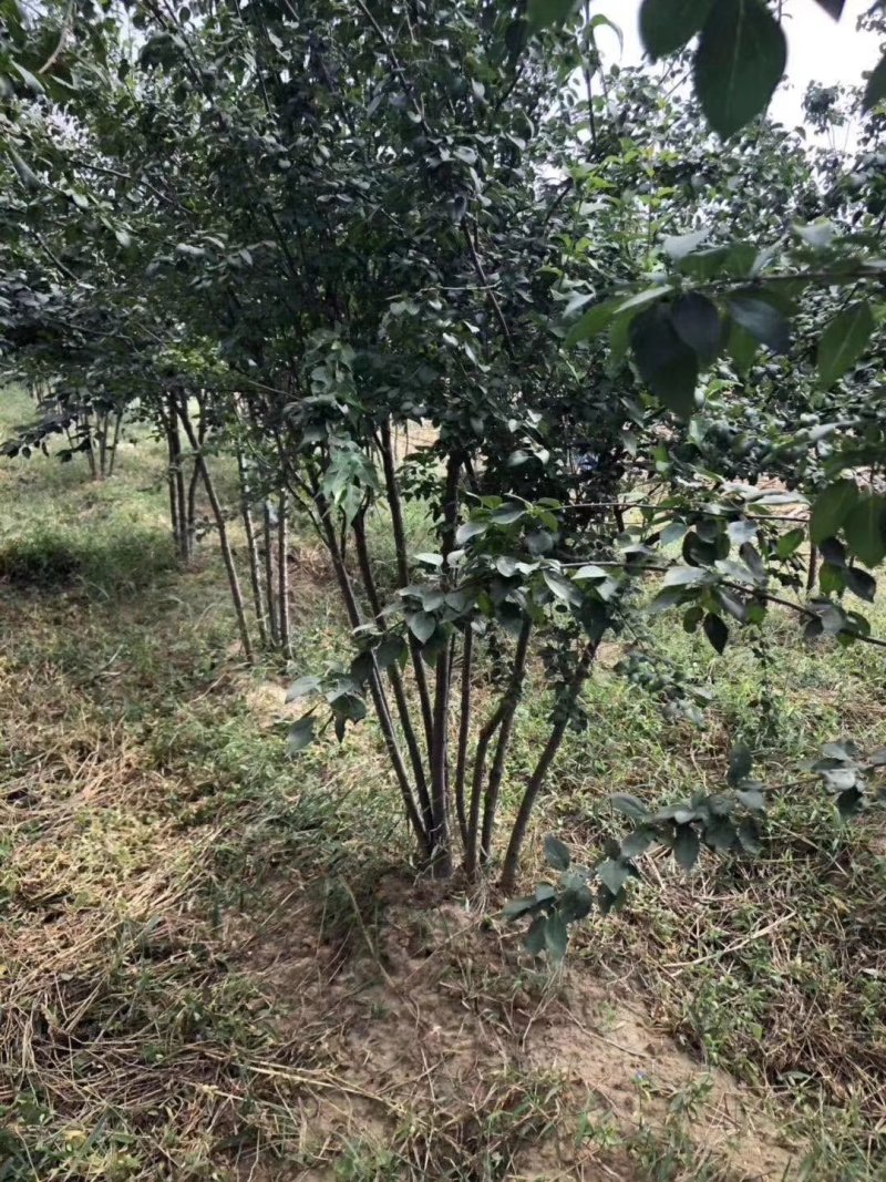 暴马丁香白丁香树苗规格齐全价格合理实地看苗订购