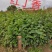 金叶榆接穗.中华金叶榆嫁接杩子彩叶苗木嫁接繁育