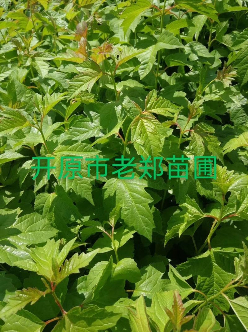 金叶榆接穗.中华金叶榆嫁接杩子彩叶苗木嫁接繁育
