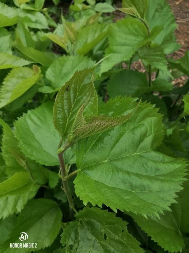 桑叶冰鲜桑芽菜食用桑叶嫩绿新鲜桑叶桑芽菜冻桑叶新品上市