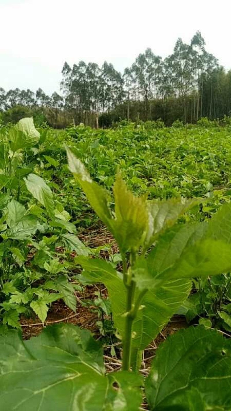 桑叶冰鲜桑芽菜食用桑叶嫩绿新鲜桑叶桑芽菜冻桑叶新品上市