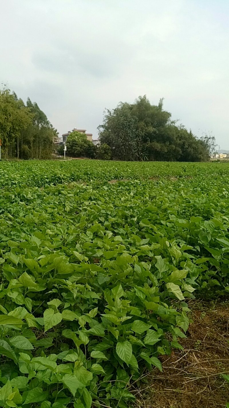 桑叶冰鲜桑芽菜食用桑叶嫩绿新鲜桑叶桑芽菜冻桑叶新品上市