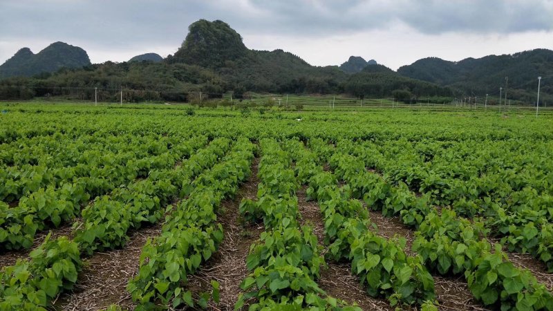 桑叶冰鲜桑芽菜食用桑叶嫩绿新鲜桑叶桑芽菜冻桑叶新品上市