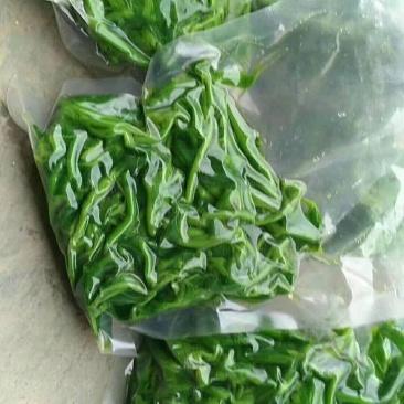 桑叶冰鲜桑芽菜食用桑叶嫩绿新鲜桑叶桑芽菜冻桑叶新品上市