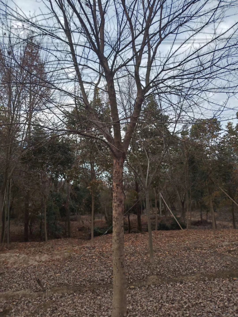 三角枫各种规格各种品质三角枫以及丛生三角枫