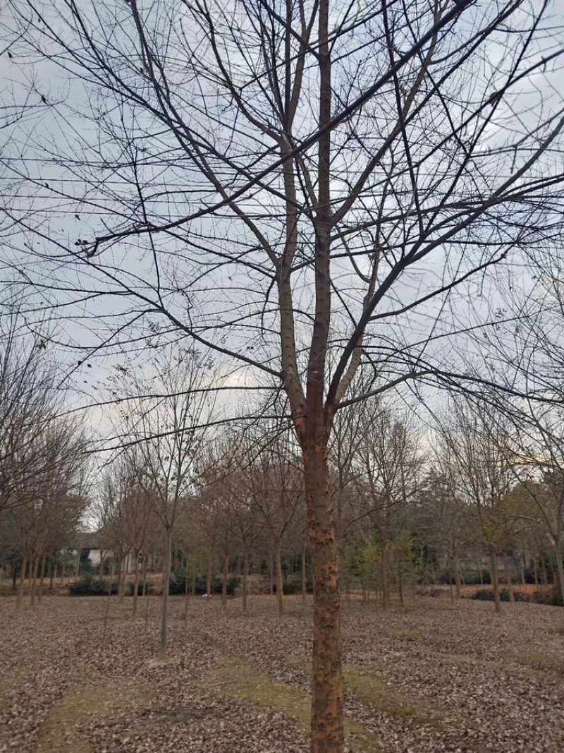 三角枫各种规格各种品质三角枫以及丛生三角枫
