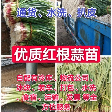红根蒜苗香蒜苗通货、水洗、扒皮支持各种规格产地直发