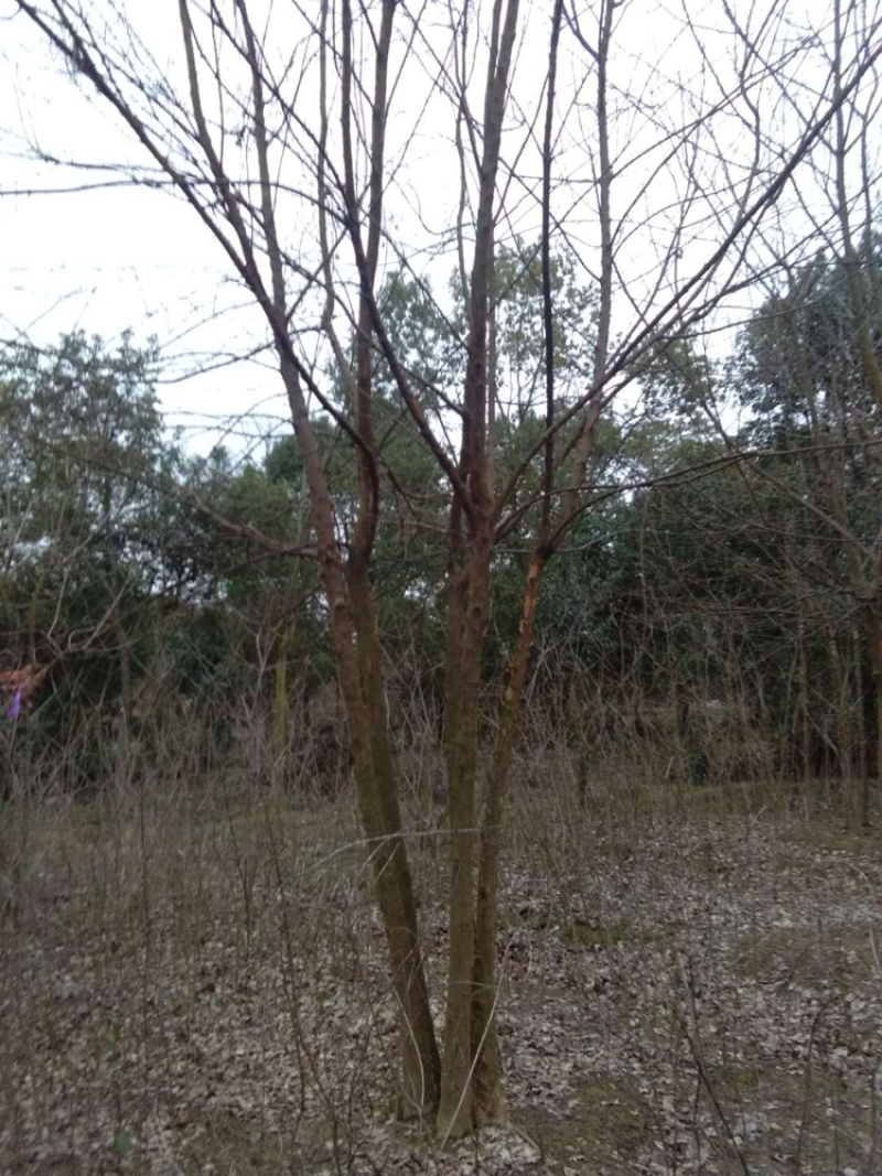 三角枫各种规格各种品质三角枫以及丛生三角枫