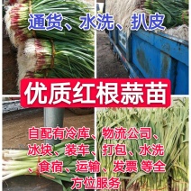 精品红根蒜苗-产地直发专业水洗川蒜苗苔蒜苗大棚蒜苗