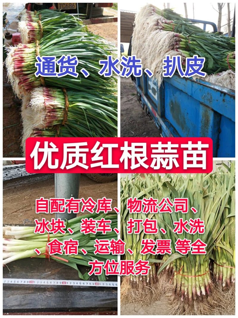 精品红根蒜苗-产地直发专业水洗川蒜苗苔蒜苗大棚蒜苗