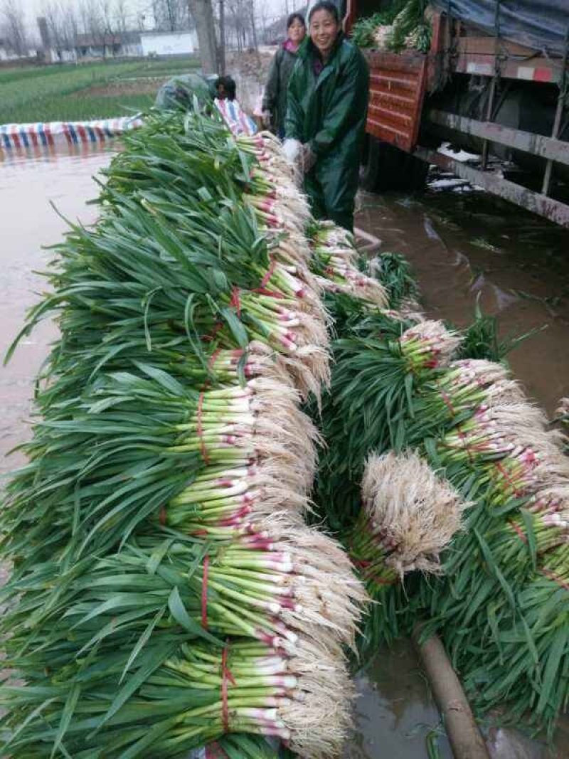 精品红根蒜苗-产地直发专业水洗川蒜苗苔蒜苗大棚蒜苗