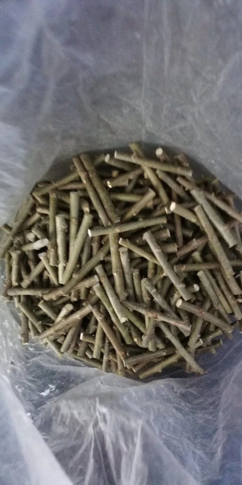 金叶榆接穗.中华金叶榆嫁接杩子彩叶苗木嫁接繁育