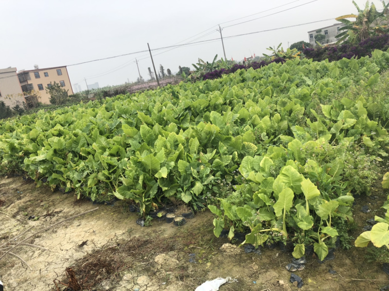 海芋