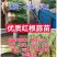 徐州丰县精品红根蒜苗水洗扒皮蒜苗服务一条龙