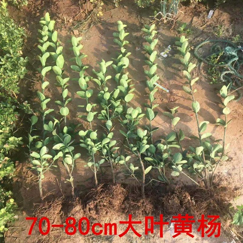 冬青苗大叶黄杨苗法国冬青苗大小叶黄杨苗篱笆树苗四季青绿化