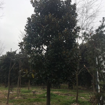 广玉兰各种规格各种品质广玉兰均有供应价格实惠