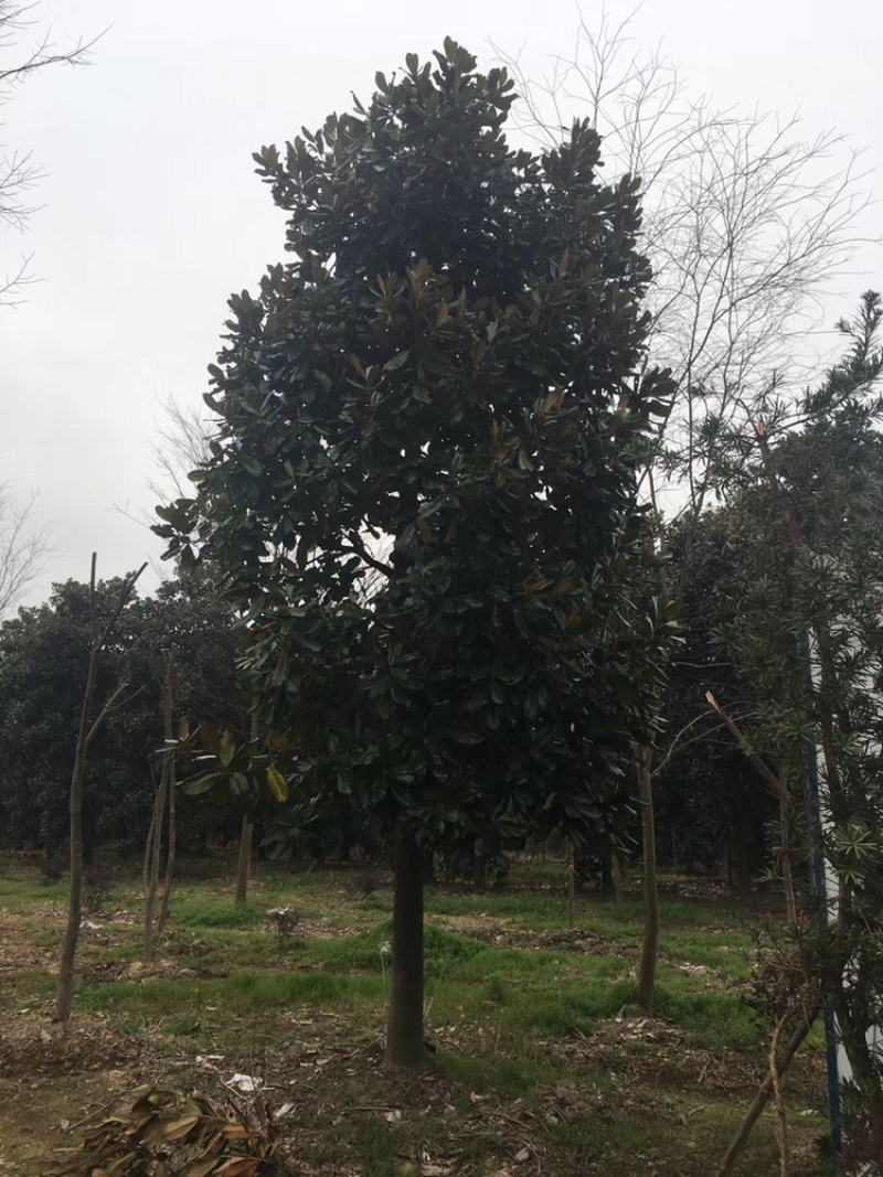 广玉兰各种规格各种品质广玉兰均有供应价格实惠