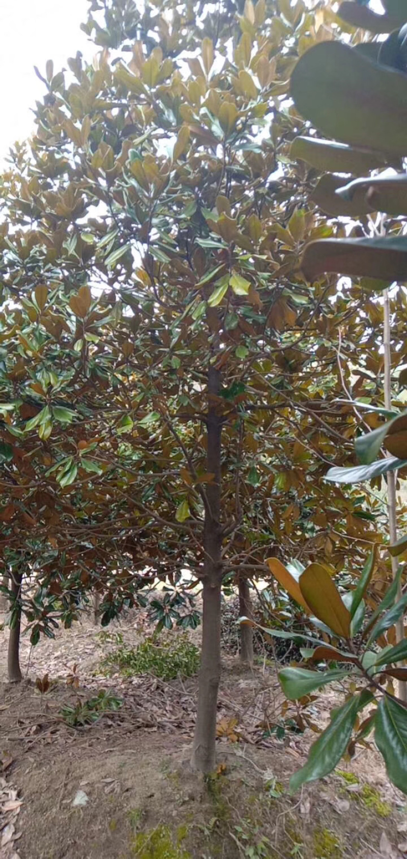 广玉兰各种规格各种品质广玉兰均有供应价格实惠