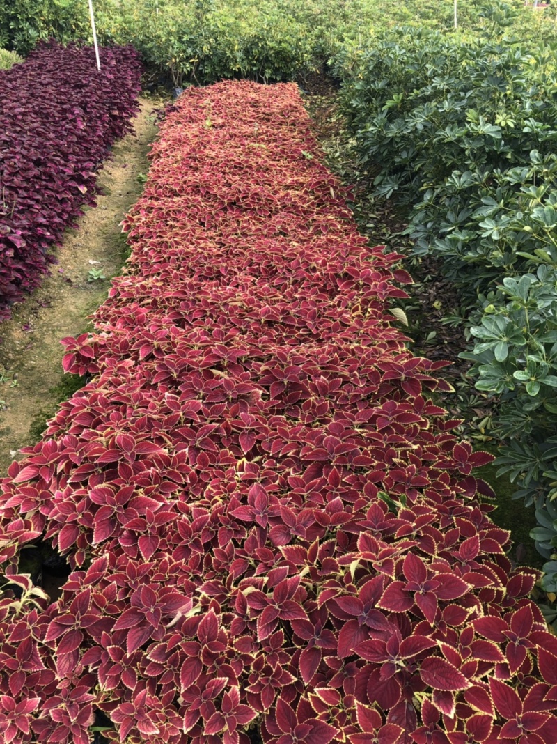 彩叶草