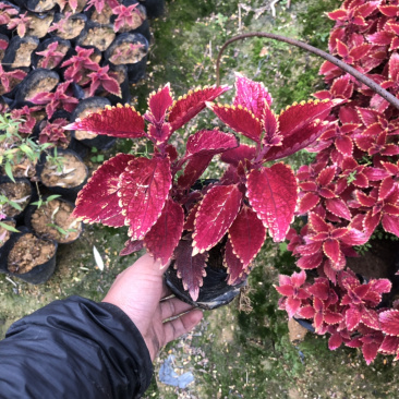 彩叶草
