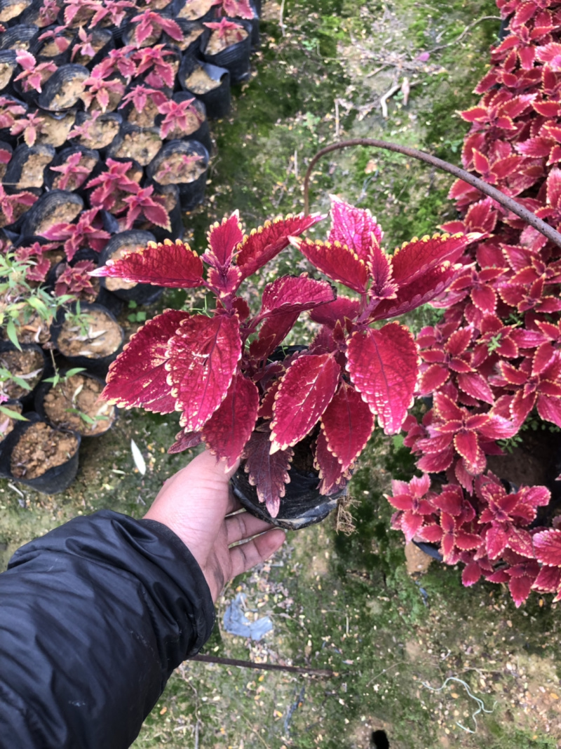 彩叶草