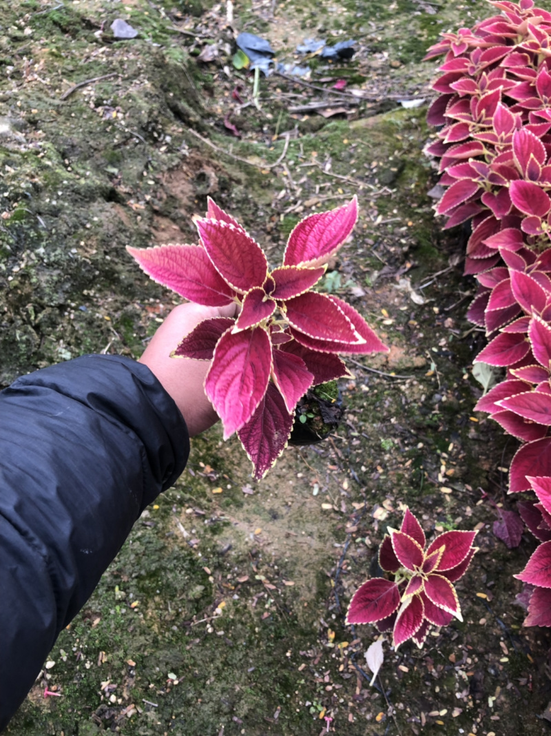 彩叶草