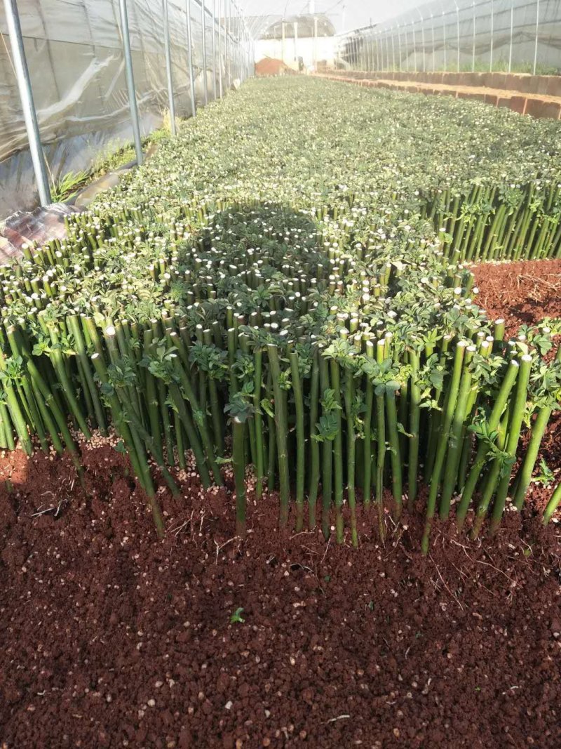 蔷薇苗进口无刺蔷薇叶水清秀根系发观赏嫁接用途量大从优