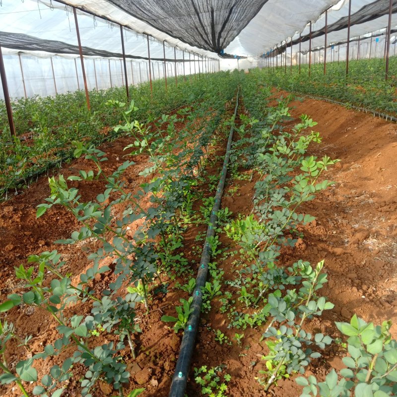 蔷薇苗进口无刺蔷薇叶水清秀根系发观赏嫁接用途量大从优