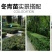 【冬青床苗】四季常青庭院篱笆墙植物大叶黄杨苗