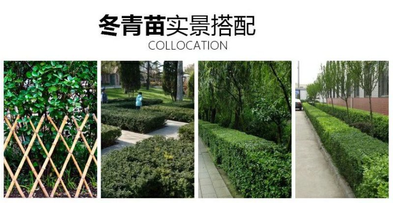 【冬青床苗】四季常青庭院篱笆墙植物大叶黄杨苗