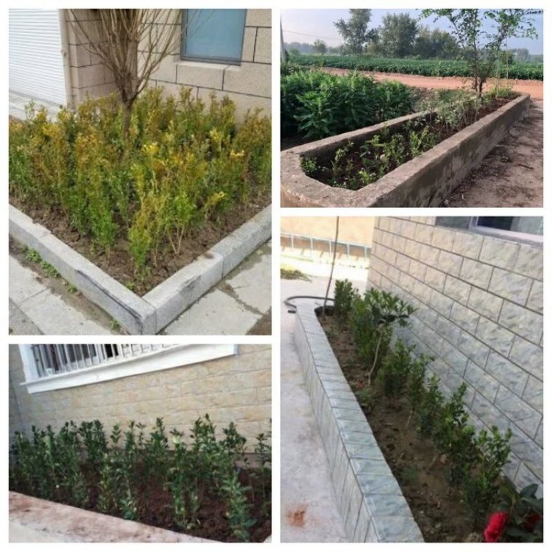 【冬青床苗】四季常青庭院篱笆墙植物大叶黄杨苗