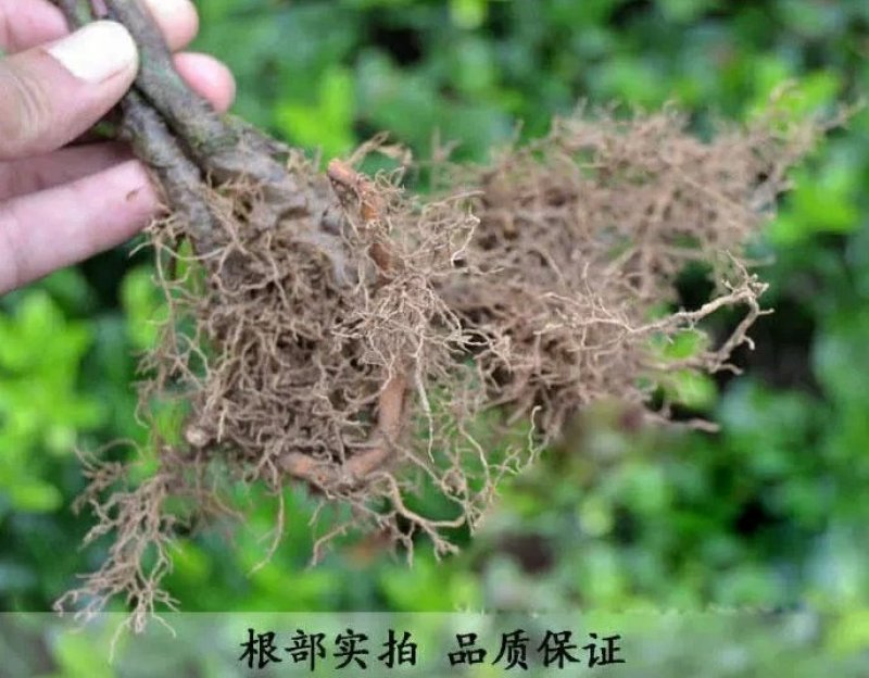 【冬青床苗】四季常青庭院篱笆墙植物大叶黄杨苗