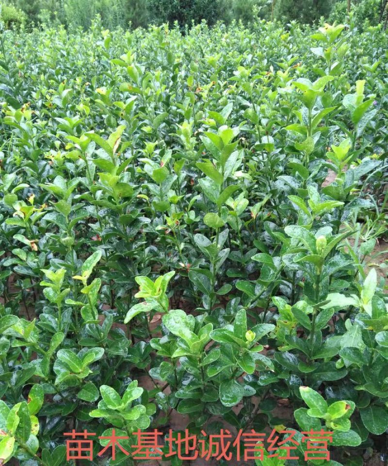 【冬青床苗】四季常青庭院篱笆墙植物大叶黄杨苗