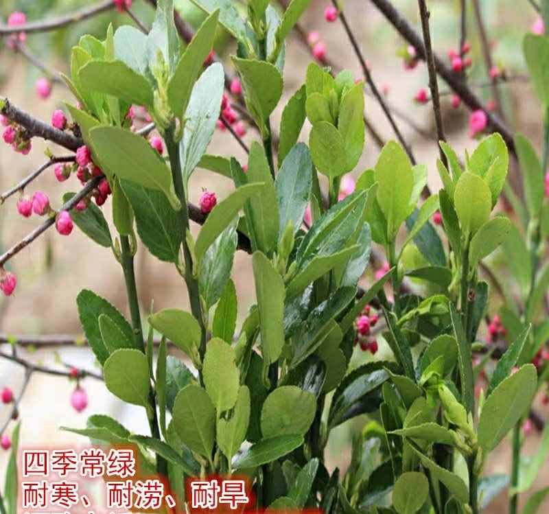 【冬青床苗】四季常青庭院篱笆墙植物大叶黄杨苗