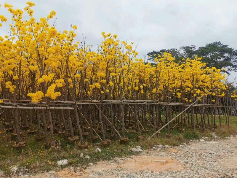 黄花风铃木