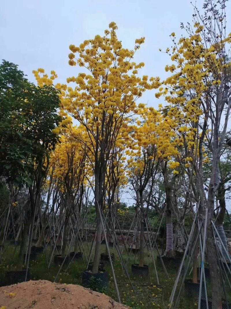 黄花风铃木
