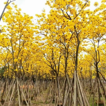 黄花风铃木