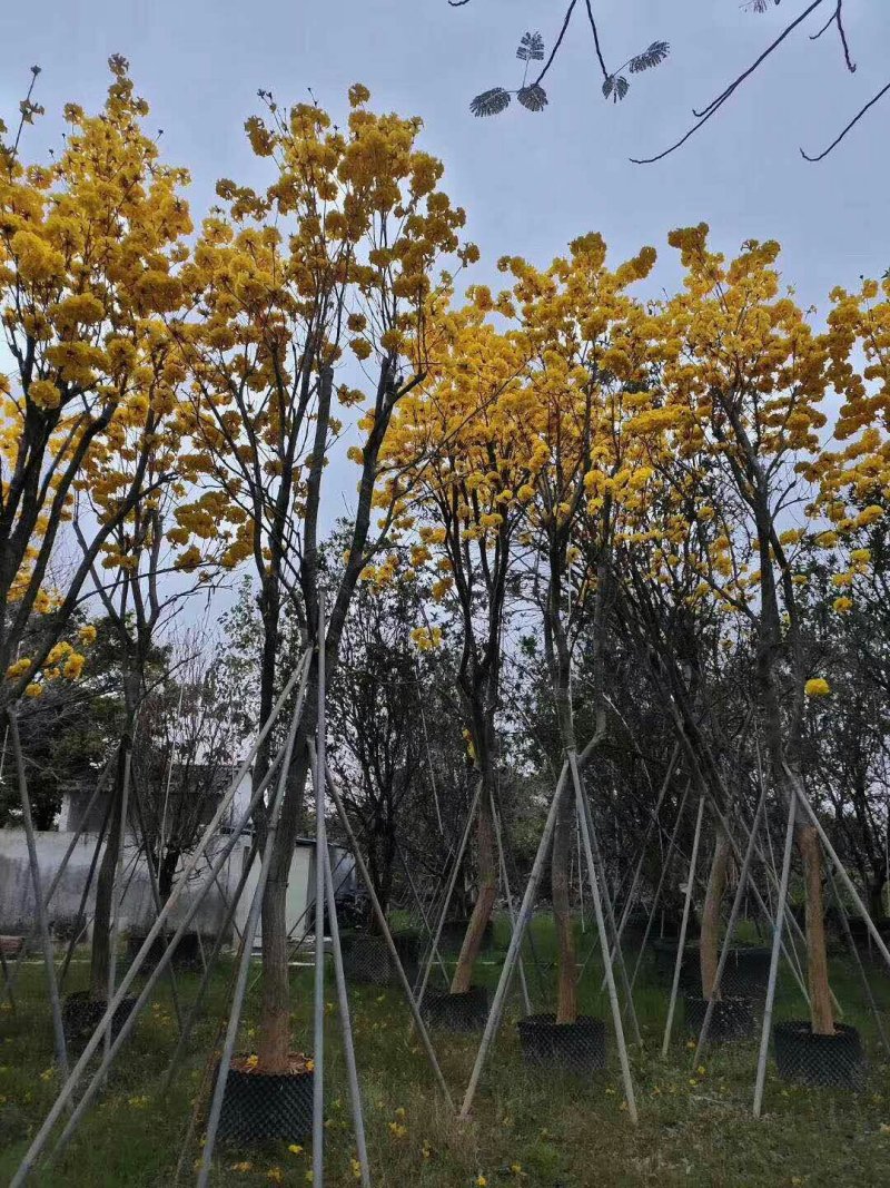 黄花风铃木