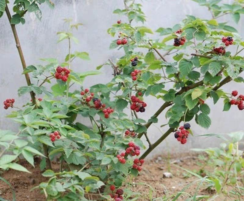 双季红树莓黄树莓覆盆子黑树莓苗南北方花盆庭院种植当年结果