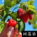 双季红树莓黄树莓覆盆子黑树莓苗南北方花盆庭院种植当年结果