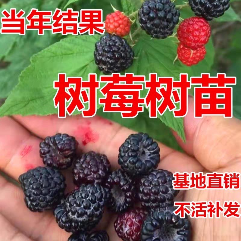 双季红树莓黄树莓覆盆子黑树莓苗南北方花盆庭院种植当年结果