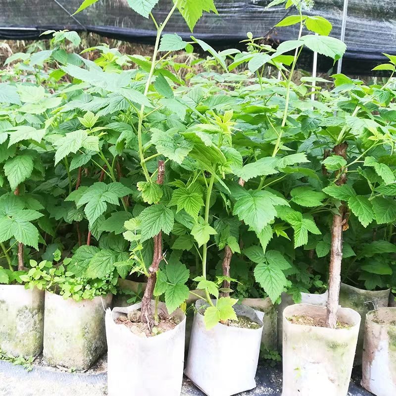 双季红树莓黄树莓覆盆子黑树莓苗南北方花盆庭院种植当年结果