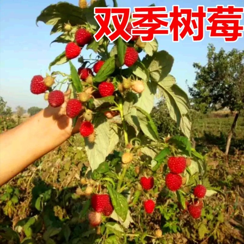 双季红树莓黄树莓覆盆子黑树莓苗南北方花盆庭院种植当年结果